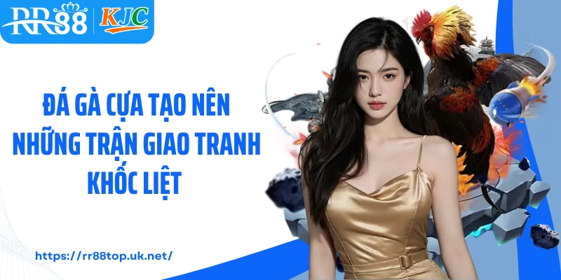 Đá gà cựa tạo nên những trận giao tranh khốc liệt